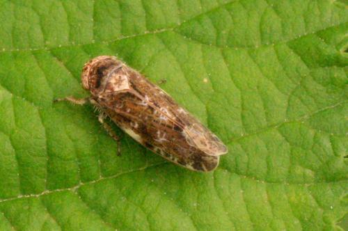 Allygidius atomarius